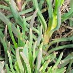 Conicosia pugioniformis Folha