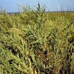 Suaeda linearis Hábito