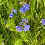 Veronica chamaedrys Flower