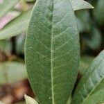 Rhododendron insigne Leaf