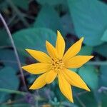 Cosmos sulphureus Blomst