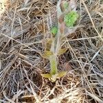 Kalanchoe lanceolata Blatt