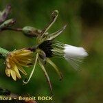 Lactuca virosa Frukt