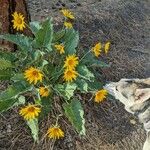 Balsamorhiza sagittata फूल