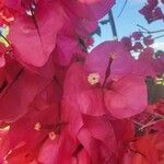 Bougainvillea spectabilis Flower