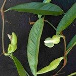 Philodendron surinamense Virág