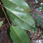Micropholis egensis Leaf