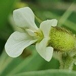 Ophrestia hedysaroides Flower