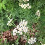 Achillea chamaemelifolia Blomst