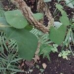 Aristolochia littoralis Leaf