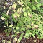 Cornus racemosa Blatt