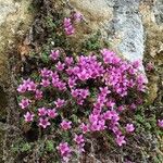 Saxifraga oppositifolia Hábito