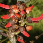 Erythrina globocalyx Vaisius