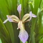 Iris foetidissima Çiçek