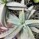 Aloe arborescensFuelha