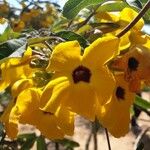 Uncarina grandidieri Çiçek