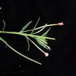 Epilobium cylindricum 整株植物