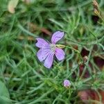 Gypsophila muralis 花