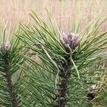 Pinus sylvestris Листок