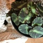 Begonia cleopatrae Leaf