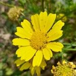 Anacyclus radiatus Õis