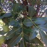 Flindersia australis Leaf