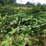 Rubus winteri Habitus