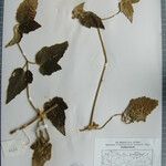 Clematis buchananiana Altres