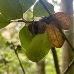 Pittosporum tenuifolium Fruit