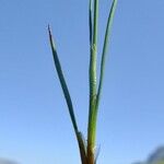 Juncus triglumis autre