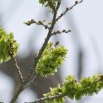 Ulmus rubra Blüte