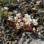 Saxifraga cespitosa Flower