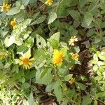 Heliopsis buphthalmoidesFlower