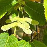 Acer carpinifolium Fruit