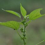 Acalypha ciliataLapas