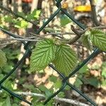 Corylus cornuta 叶