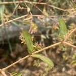 Euphorbia nutans Fuelha