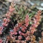 Crassula tillaea Leaf