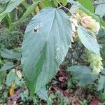 Flemingia strobilifera Blatt