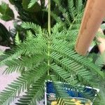 Acacia baileyana Folha