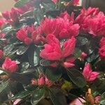Rhododendron indicum Fula