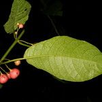 Siparuna thecaphora Leaf