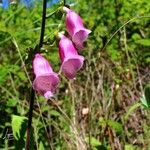 Digitalis purpureaFlower