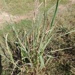 Paspalum urvillei Агульны выгляд