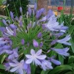 Agapanthus praecox Кветка