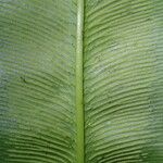 Coniogramme africana Hoja