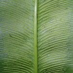 Coniogramme africana Leaf