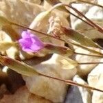 Dianthus pungens Blomma