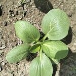 Brassica rapa Blad