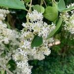 Ligustrum sinense ফুল